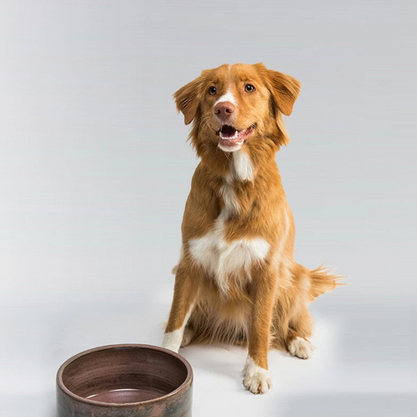 Hund vor einem Napf