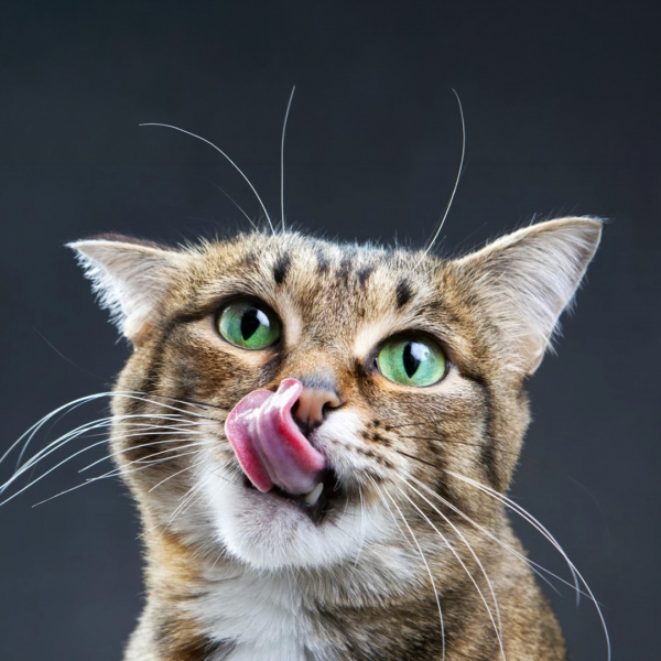 Katze, die sich auf Futter freut