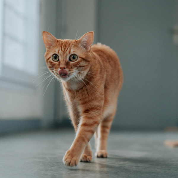 Katze auf dem Weg zum Futter