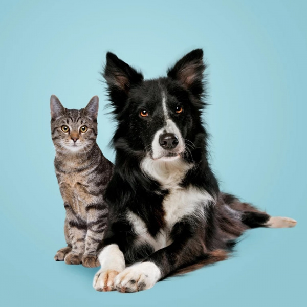 Hund und Katze warten gemeinsam auf Futter